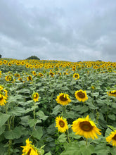 Load image into Gallery viewer, Sunflower Walks
