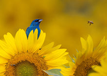 Load image into Gallery viewer, Sunflower Walks

