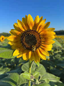 Sunflower Walks