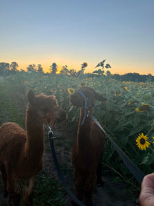 Alpaca Walks