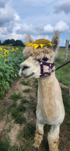 Load image into Gallery viewer, Alpaca Walks
