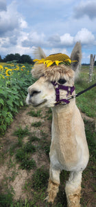 Alpaca Walks